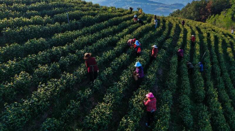  达州融媒 立即打开   ​明前茶抢“鲜”上市！达州各茶园迎来了采摘黄金期