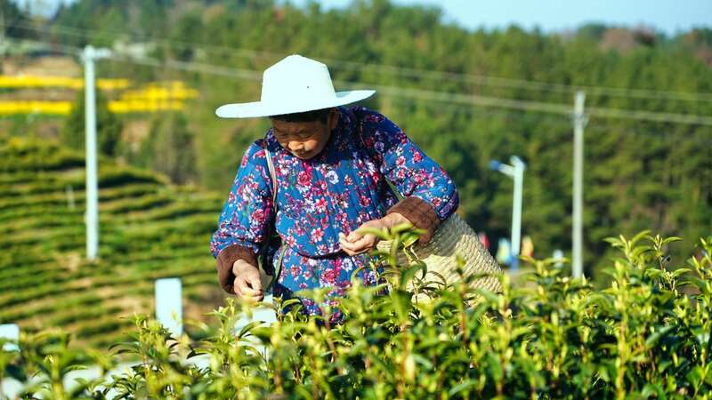  达州融媒 立即打开   ​明前茶抢“鲜”上市！达州各茶园迎来了采摘黄金期