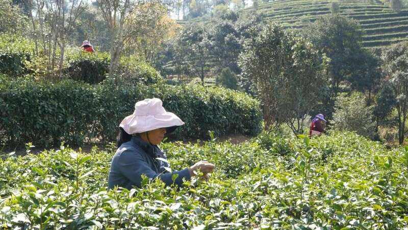 一片叶子富一方百姓！武平茶旅融合的共富密码