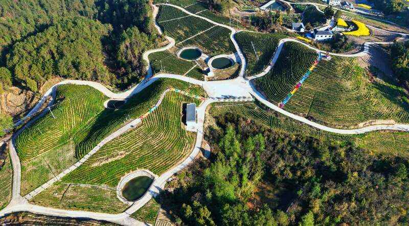  达州融媒 立即打开   ​明前茶抢“鲜”上市！达州各茶园迎来了采摘黄金期