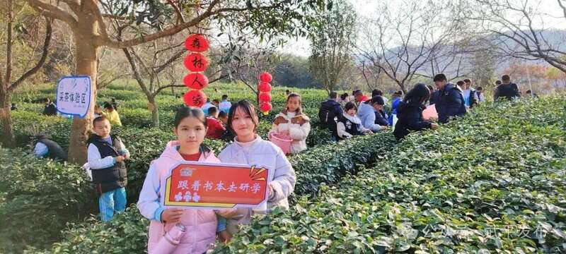 一片叶子富一方百姓！武平茶旅融合的共富密码