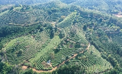 一片叶子富一方百姓！武平茶旅融合的共富密码