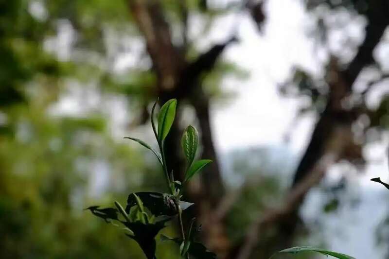 春茶越早采摘品质越好？你为追春茶交了哪些“智商税”？