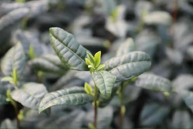 春茶越早采摘品质越好？你为追春茶交了哪些“智商税”？