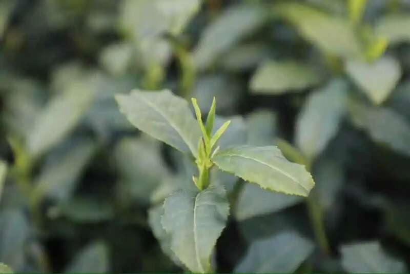 春茶越早采摘品质越好？你为追春茶交了哪些“智商税”？