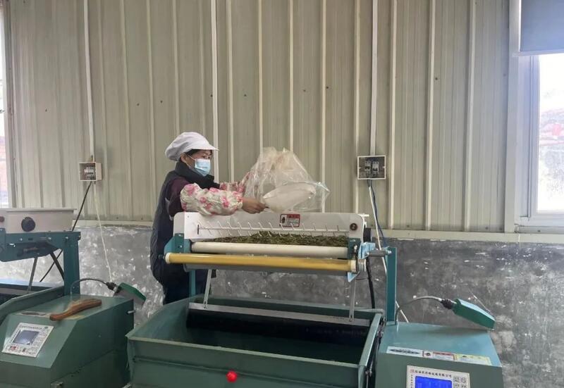 一片叶子富一方百姓！武平茶旅融合的共富密码