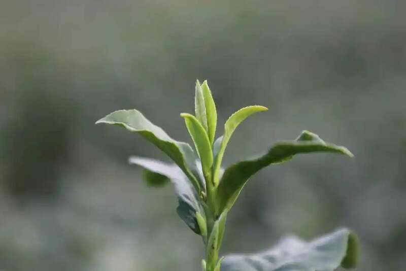 春茶越早采摘品质越好？你为追春茶交了哪些“智商税”？