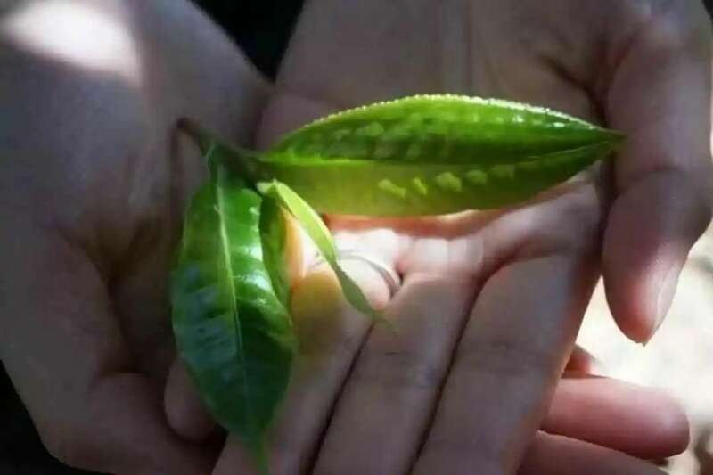 春茶越早采摘品质越好？你为追春茶交了哪些“智商税”？