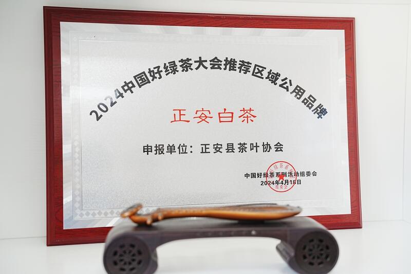 品一口春天的味道！正安白茶春茶正式开采