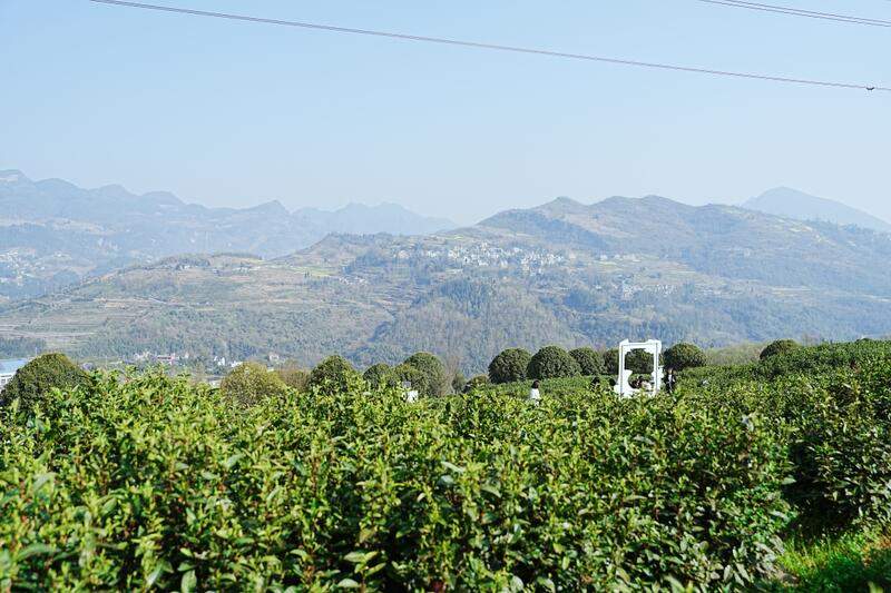 品一口春天的味道！正安白茶春茶正式开采