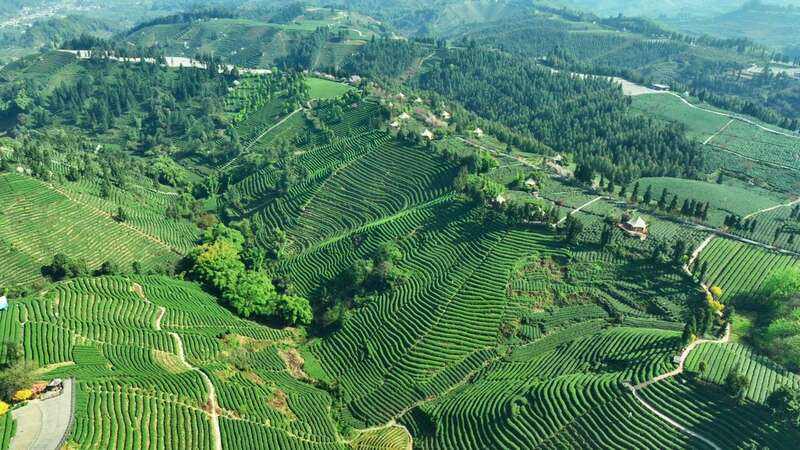 云端品茗探茶源 安逸茶山迎客来