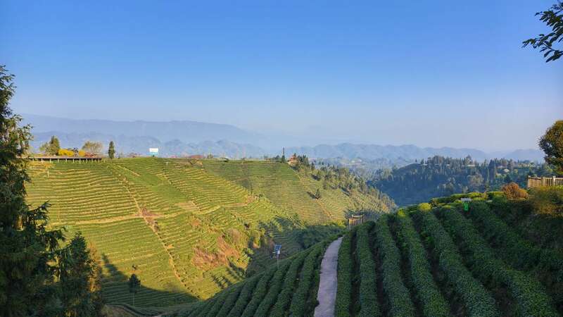 云端品茗探茶源 安逸茶山迎客来