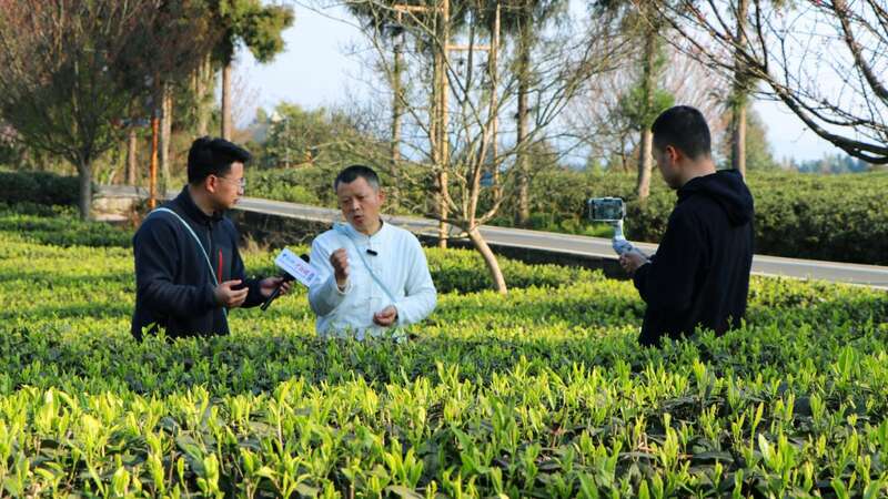 云端品茗探茶源 安逸茶山迎客来