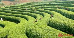 霞浦县：一缕茶香激活一方产业