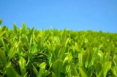 霞浦县：一缕茶香激活一方产业