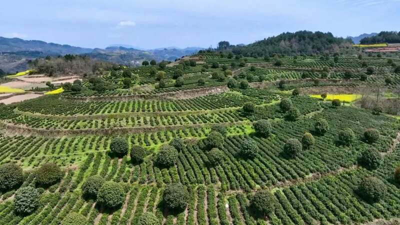 凤冈：“老茶园”里飘出“新茶香 ”