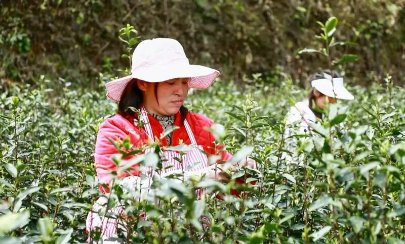 凤冈：“老茶园”里飘出“新茶香 ”