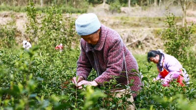 凤冈：“老茶园”里飘出“新茶香 ”