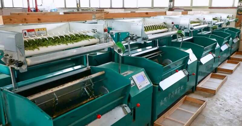 凤冈：“老茶园”里飘出“新茶香 ”