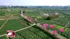 CCTV-1晚间新闻聚焦：名山区茶文旅融合发展新风貌