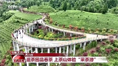 CCTV-1晚间新闻聚焦：名山区茶文旅融合发展新风貌
