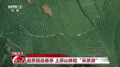 CCTV-1晚间新闻聚焦：名山区茶文旅融合发展新风貌