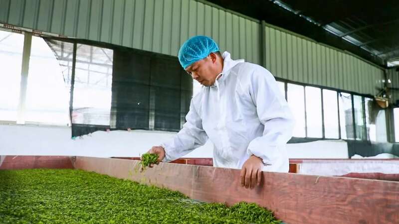 凤冈：“老茶园”里飘出“新茶香 ”