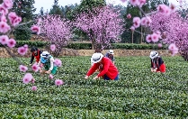 贵州凤冈：多彩活动为春茶打