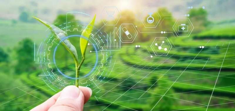 春茶开采，AI智能设备如何在茶园管理上“各显神通”？