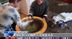 春茶开采，AI智能设备如何在茶园管理上“各显神通”？