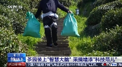 春茶开采，AI智能设备如何在茶园管理上“各显神通”？