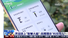 春茶开采，AI智能设备如何在茶园管理上“各显神通”？