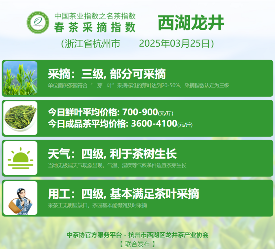 2025春茶季：黄山毛峰开采