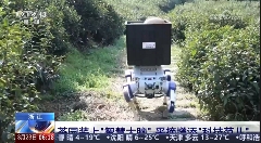 春茶开采，AI智能设备如何在茶园管理上“各显神通”？