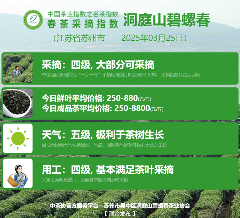 2025春茶季：黄山毛峰开采