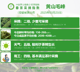 2025春茶季：黄山毛峰开采