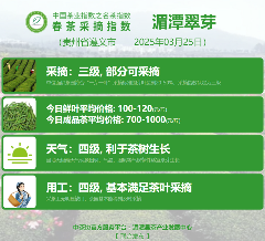 2025春茶季：黄山毛峰开采