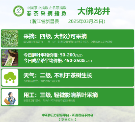 2025春茶季：黄山毛峰开采