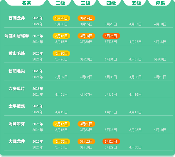 2025春茶季：黄山毛峰开采