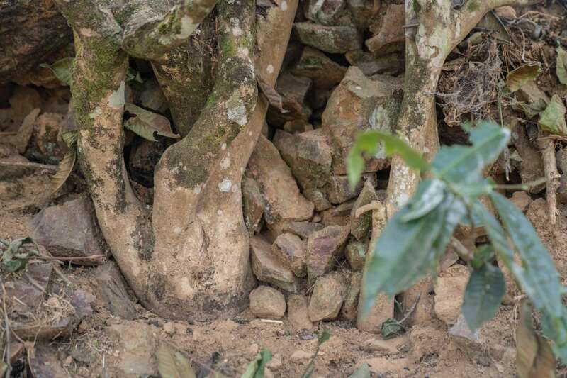 下关岩子头古树沱茶 汲取山水精华，成就绝美品质