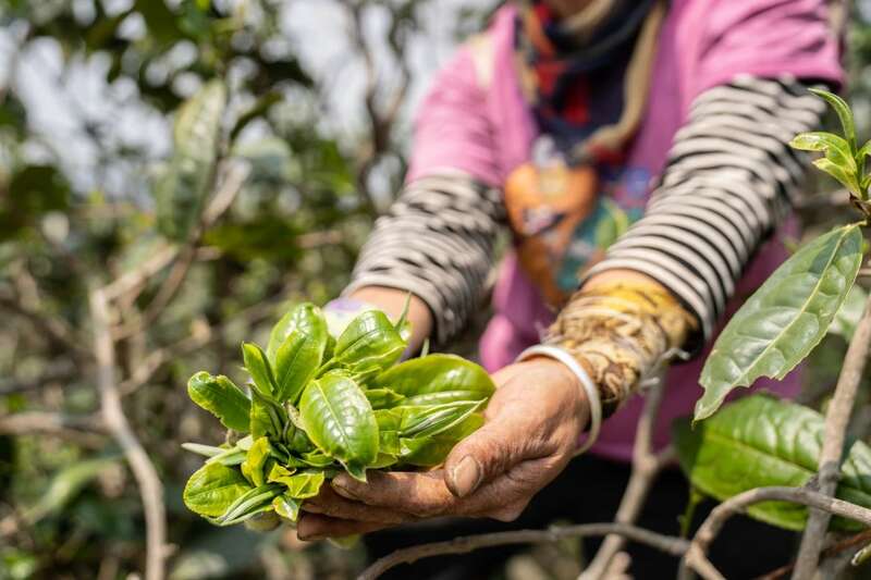 下关岩子头古树沱茶 汲取山水精华，成就绝美品质