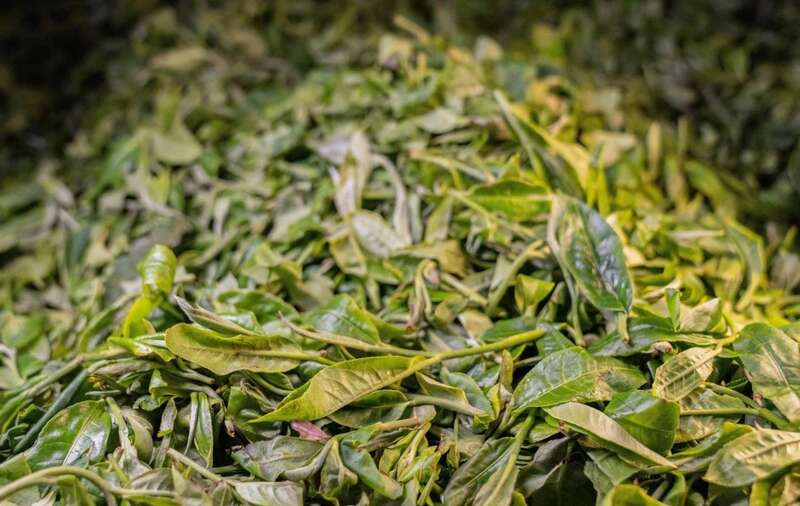 下关岩子头古树沱茶 汲取山水精华，成就绝美品质