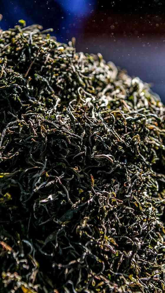 澜沧古茶景迈山的春天，该是001味的