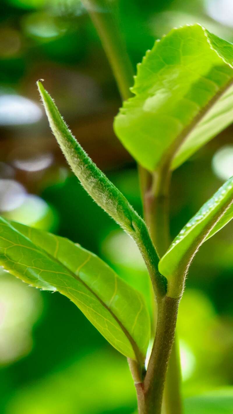 澜沧古茶景迈山的春天，该是001味的