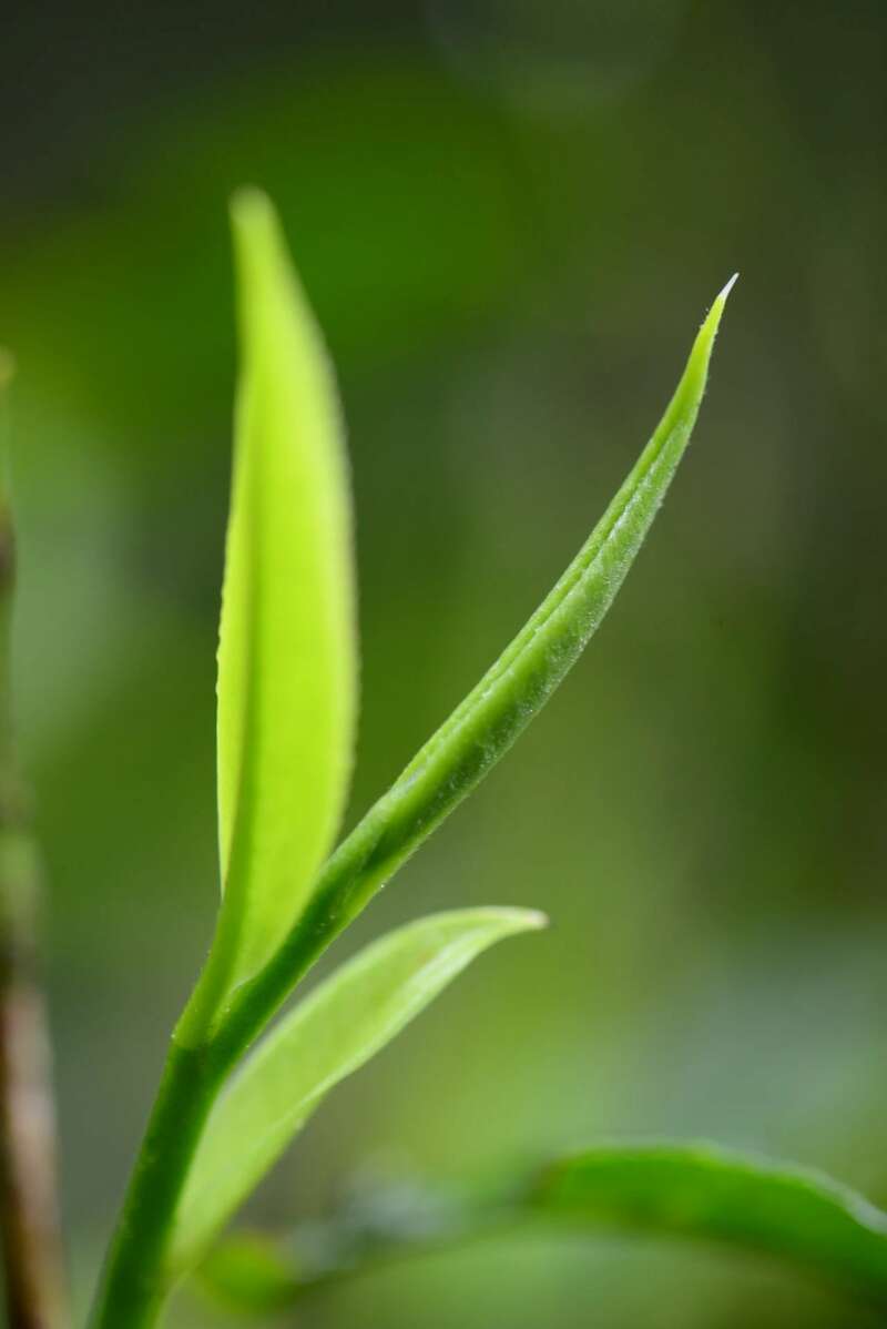 澜沧古茶景迈山的春天，该是001味的