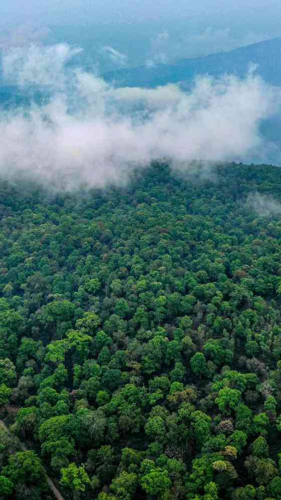 澜沧古茶景迈山的春天，该是001味的