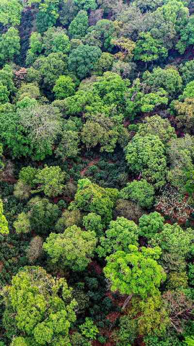澜沧古茶景迈山的春天，该是001味的
