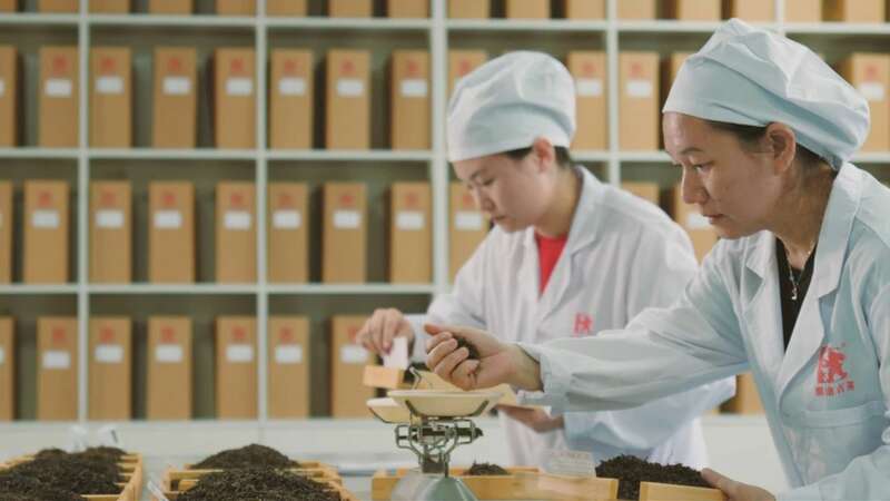 澜沧古茶景迈山的春天，该是001味的