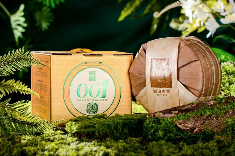 澜沧古茶景迈山的春天，该是001味的