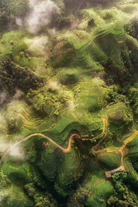 来不来雅安喝茶？